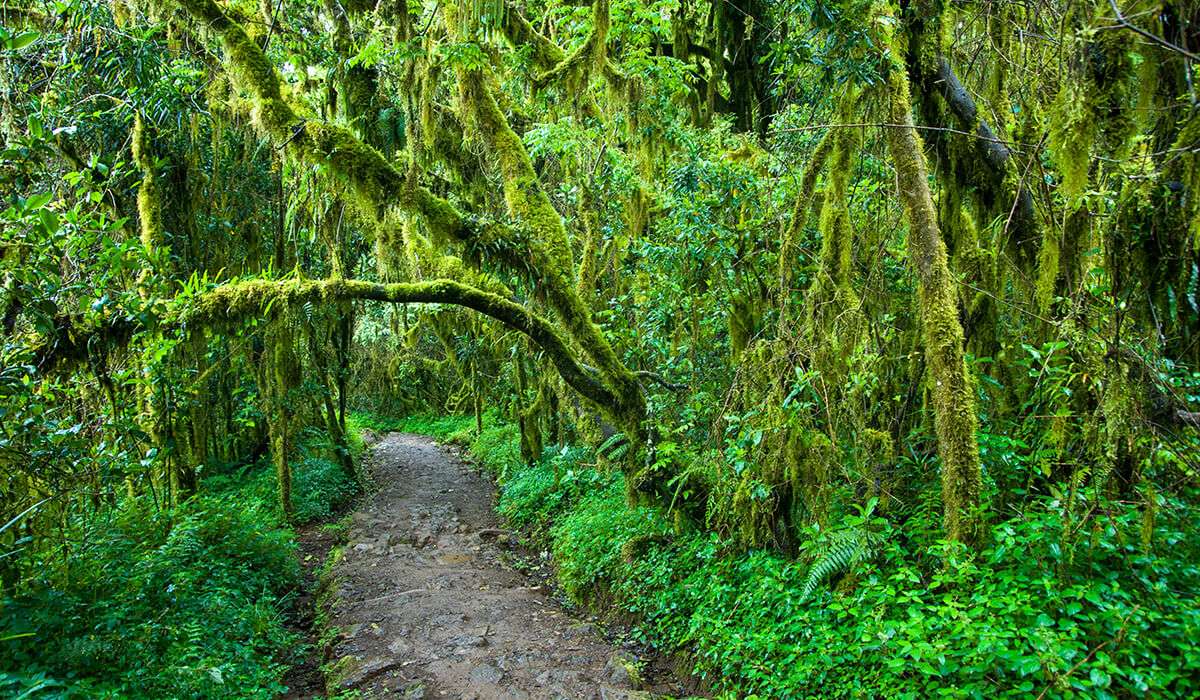 Sentier vert de la forêt tropicale