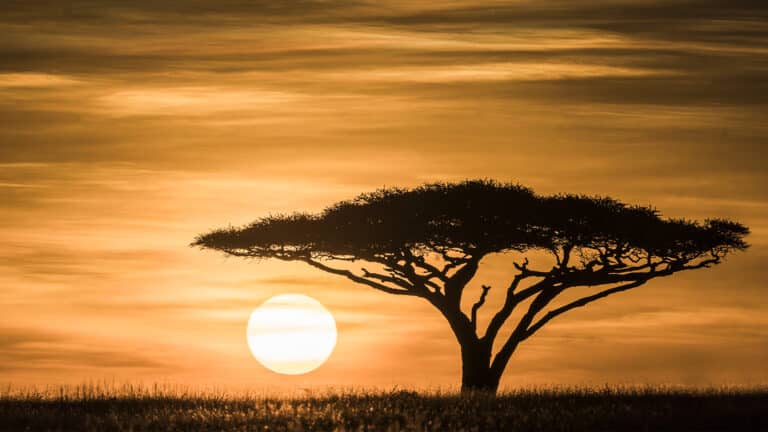 The sun rises over the Serengeti grassland under an Acacia tree