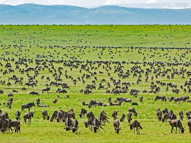 Tanzania - la gran migración de ñus una guía completa para un safari de migración - blog | safari en tanzania