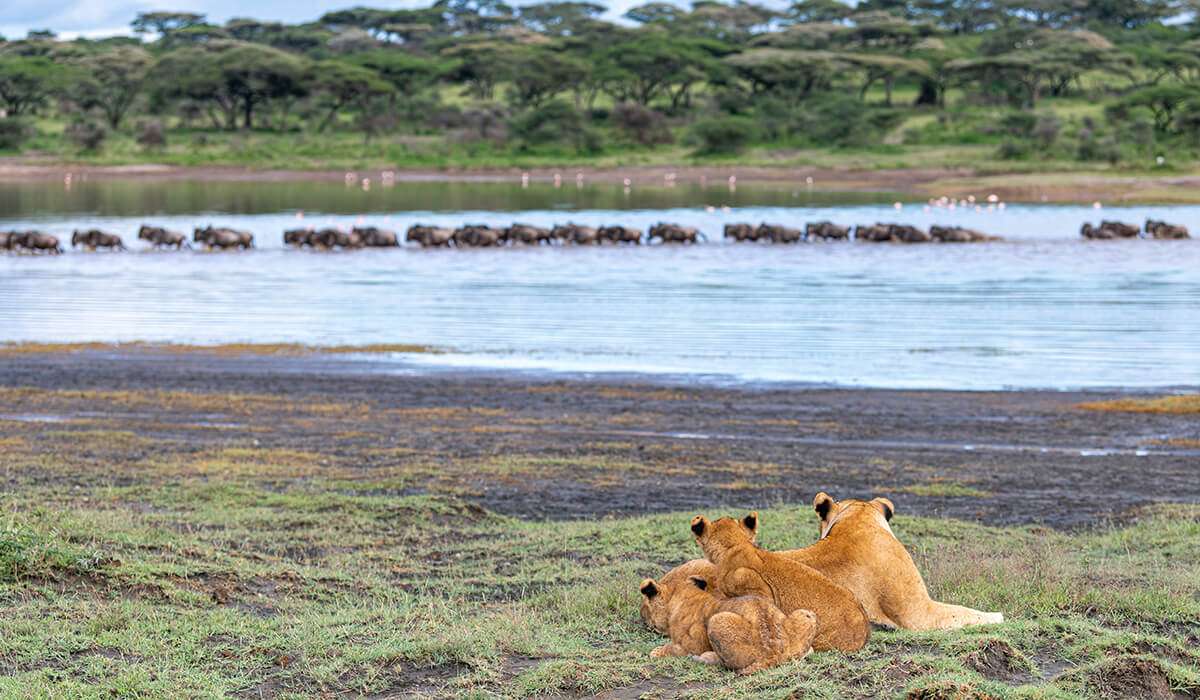 Löwen beobachten beten