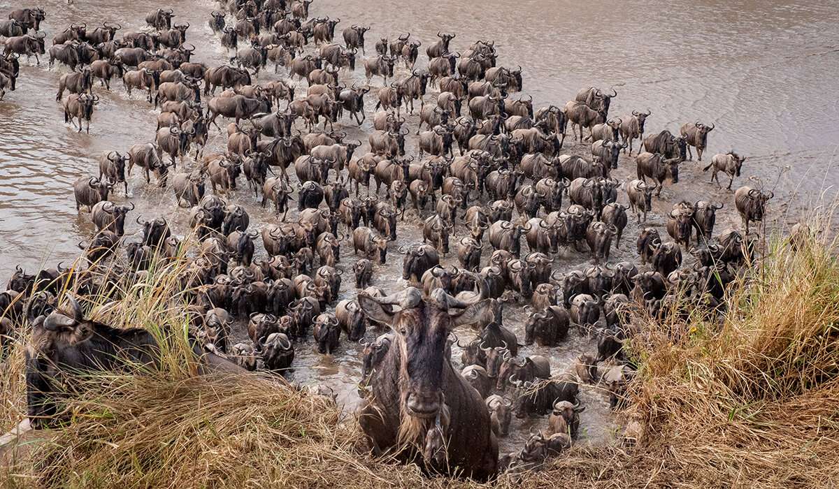 Water crossing wildebeest