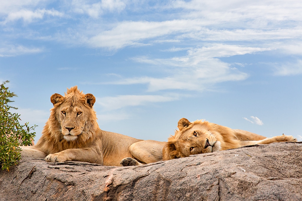 Two male lions on top of a kopje in Serengeti National Park, Tanzania