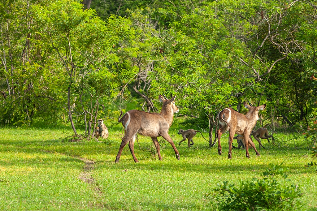 A group of deer stands on a lush green grassy area in Tanzania, surrounded by dense trees, with a few monkeys visible in the background among the foliage. The scene is bright and vibrant with natural greenery. - Easy Travel Tanzania