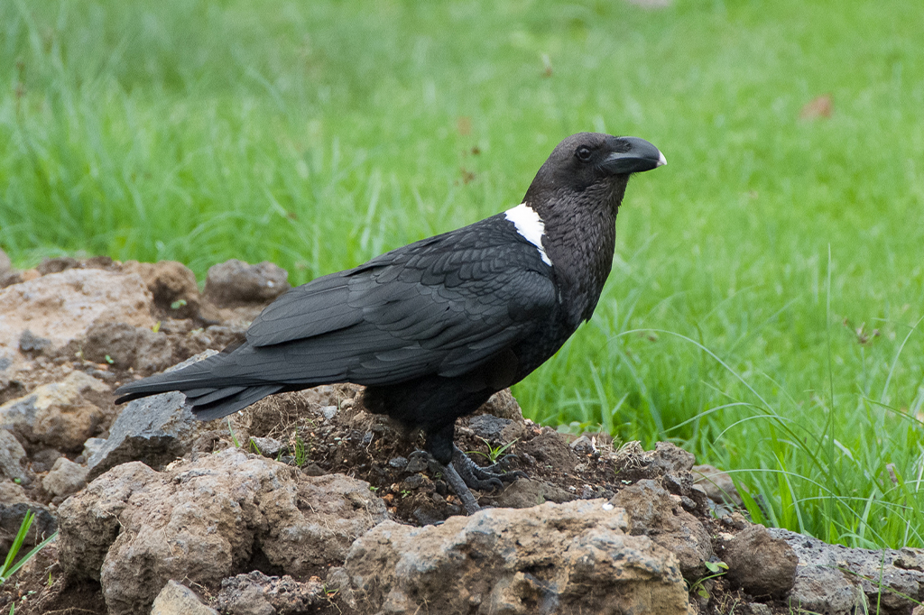 Witnekraaf Kilimanjaro Tanzania 1 Witnekraaf op de Kilimanjaro