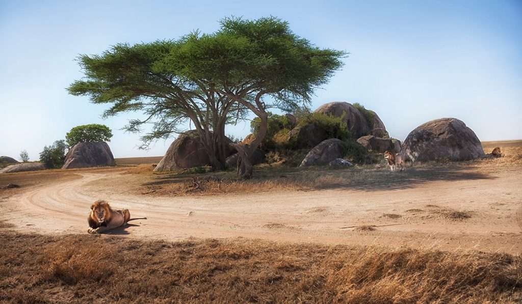 Tanzania - león africano - ¿cuáles son los cinco grandes africanos y dónde puedes verlos en tanzania?