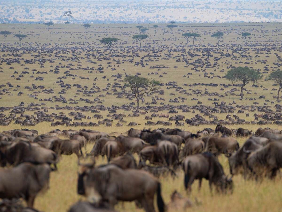 Tanzania - animals in serengeti national park - How many animals in the Serengeti?