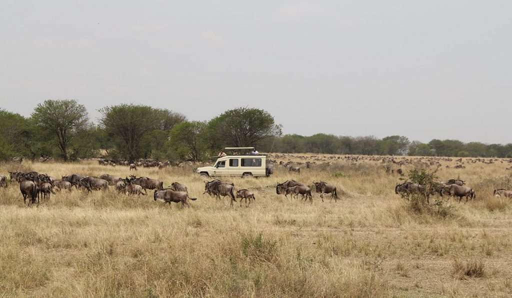 Tanzania - mejor época en serengeti - tiempo y clima en serengeti