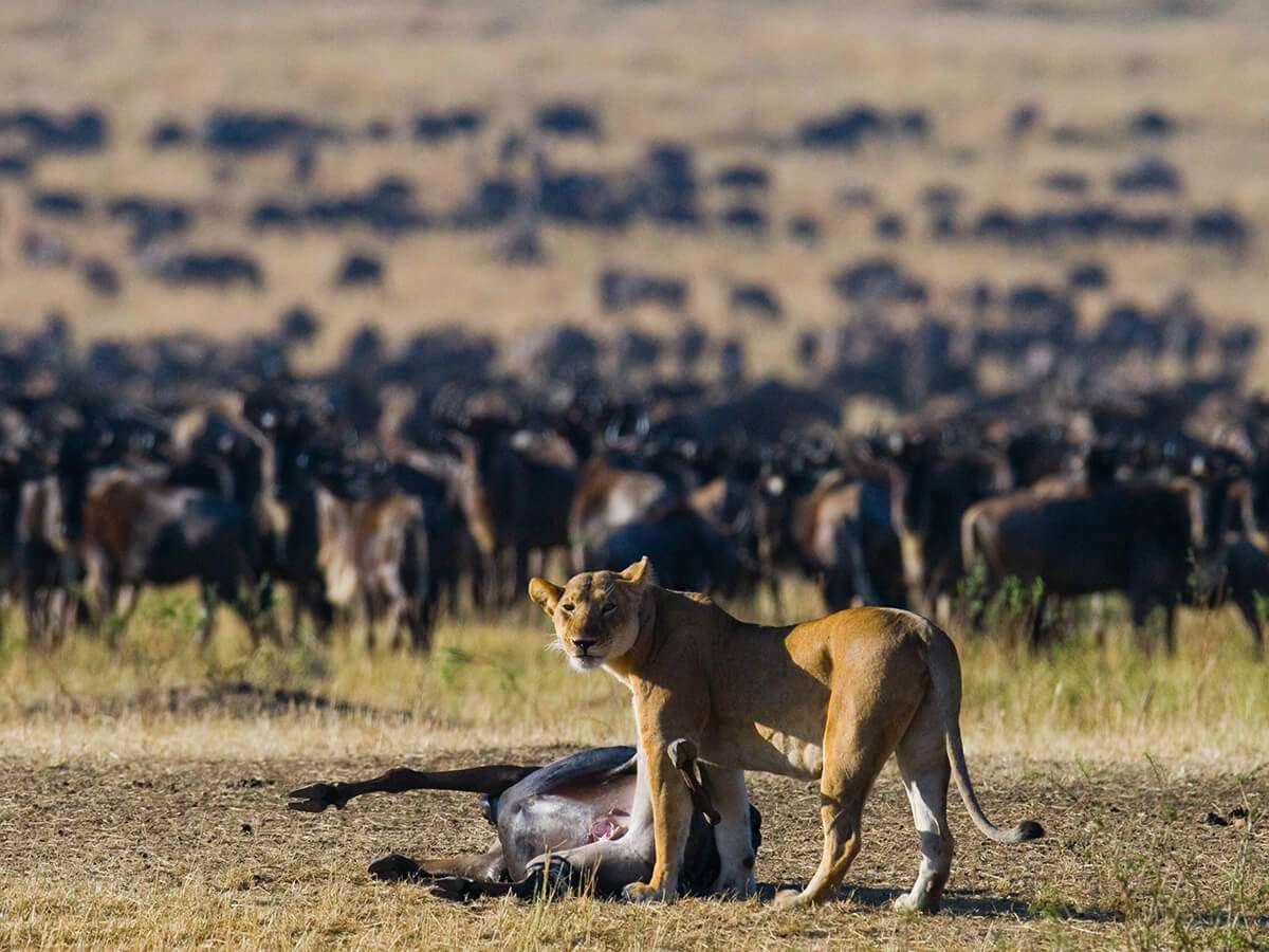 A lioness stands over its prey, a wildebeest, in the grassy savanna, capturing a moment within the great migration. In the background, a large herd of wildebeest blurs across the horizon in this timeless African wilderness. - Easy Travel Tanzania