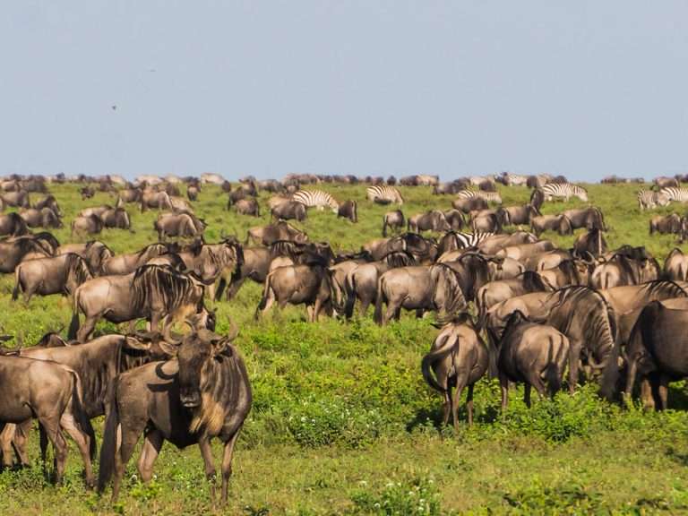 Tanzania - afkalfseizoenen - blog | Tanzaniaanse safari