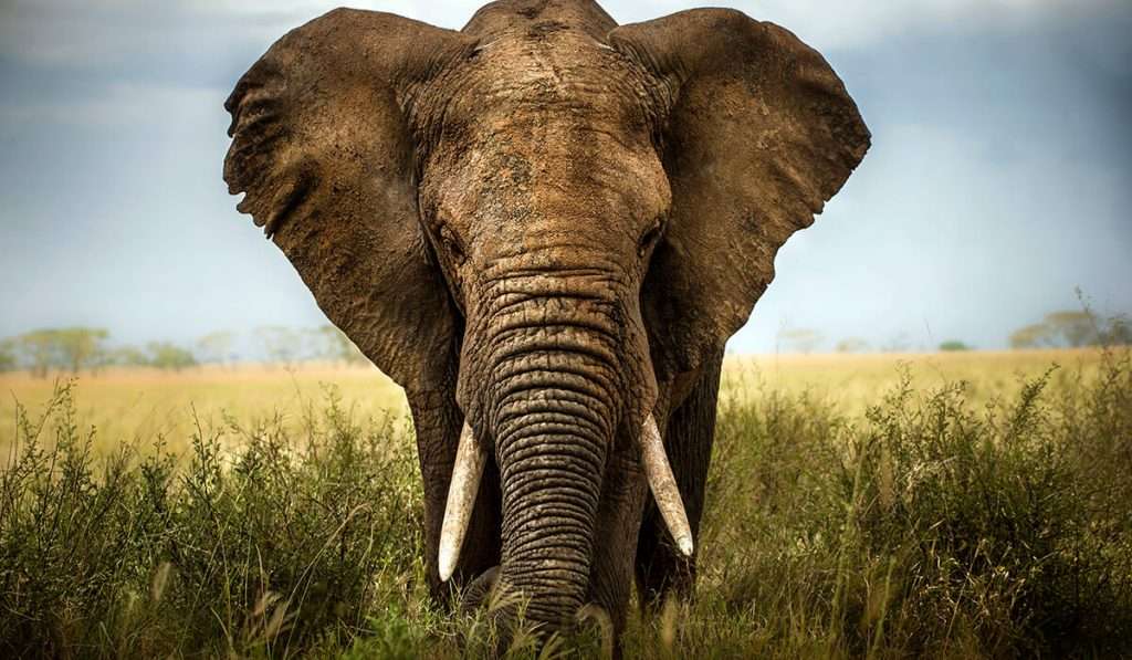 Tansania - Pirschfahrten - Was ist das Besondere am Serengeti-Nationalpark?