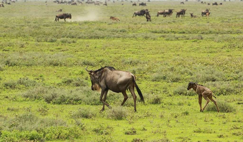 Tanzanie - saison de vêlage de la grande migration - quel est le meilleur moment pour voir la grande migration