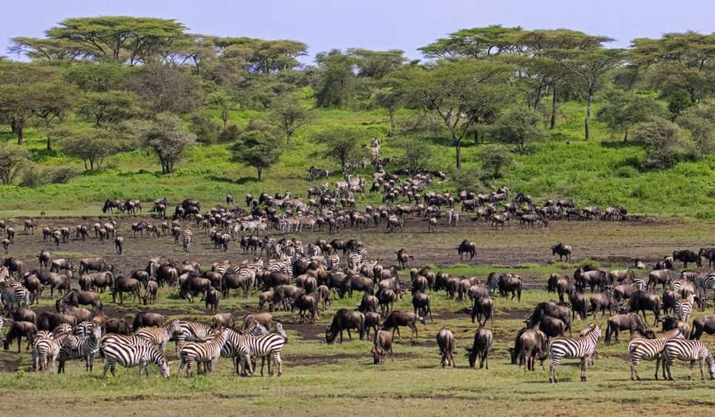 Tanzania - gran migración de ñus en enero - qué y cuándo es la temporada de partos durante la gran migración de ñus