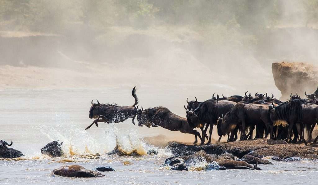 Tansania - Überquerung des Grumeti-Flusses - wann ist die beste Zeit, um die große Migration zu sehen?