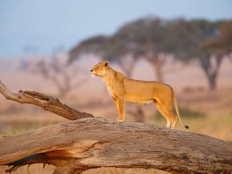 Tanzanie - guide du parc national en tanzanie - blog | safari en tanzanie
