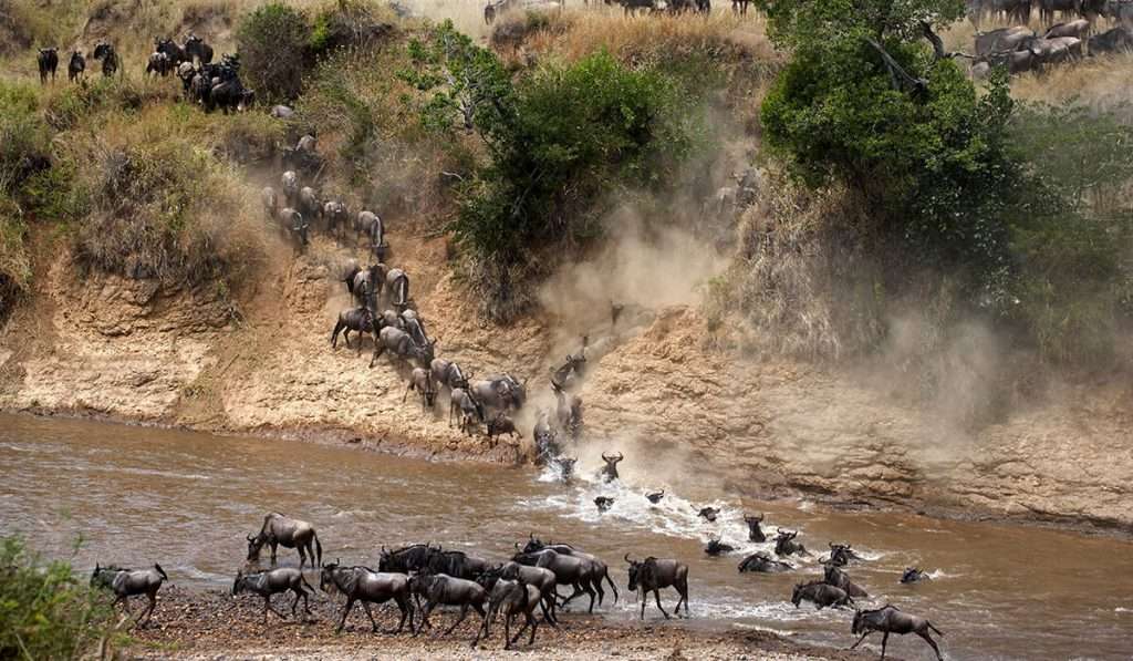 Tansania - geführtes Safaripaket - wann ist die beste Zeit, um die große Migration zu sehen?