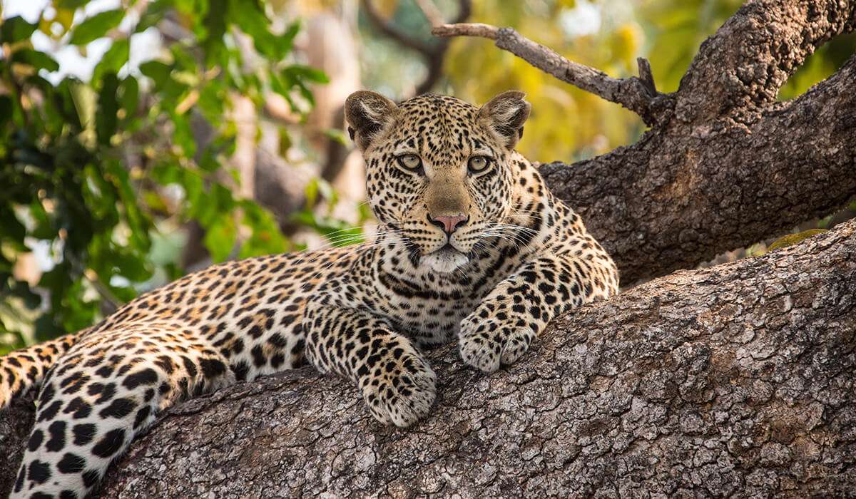 A leopard with spotted fur is reclining on a thick tree branch, surrounded by leafy green foliage. Its eyes are focused forward as the sunlight highlights the texture of its fur and the bark, capturing the essence of wild animals in their natural habitat. - Easy Travel Tanzania
