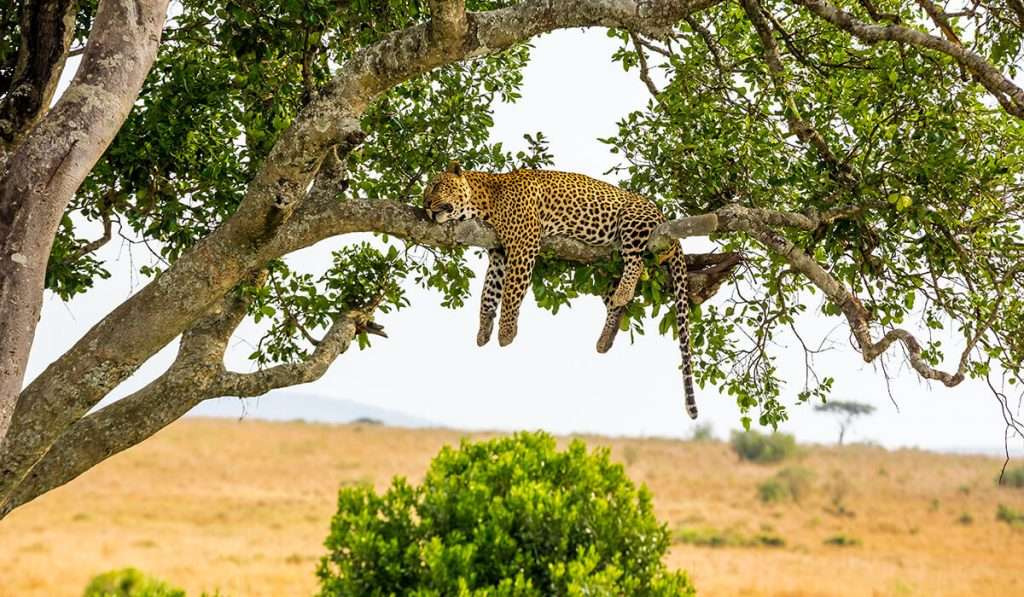 Tanzania - leopard - What are the African big five and where can you see them in Tanzania?