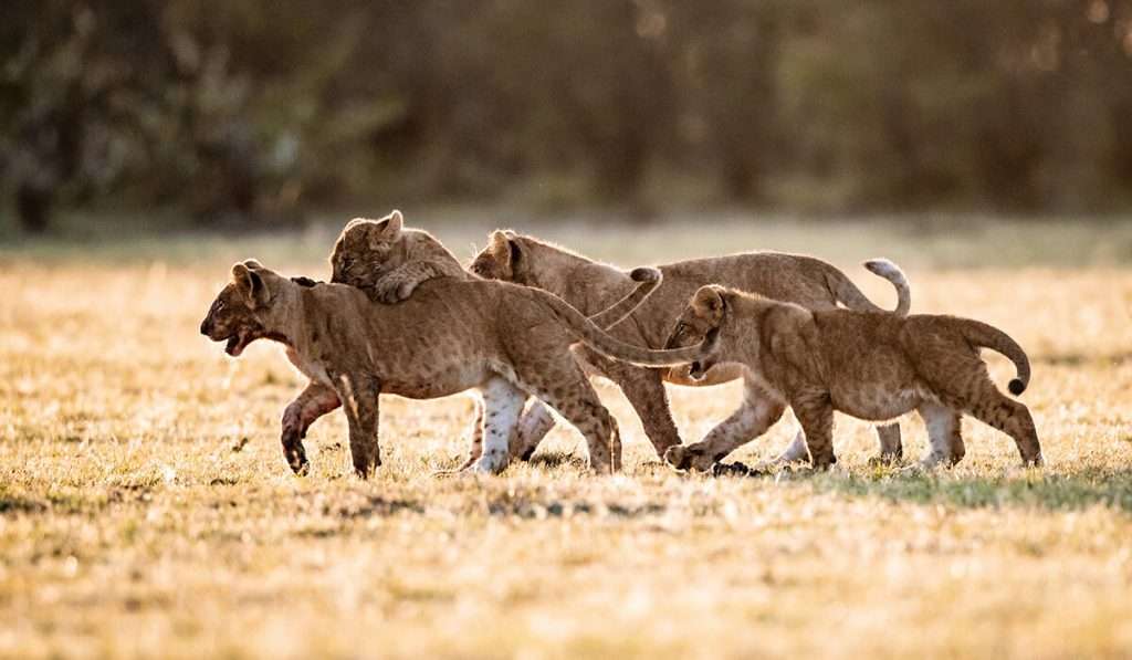 Tanzania - lejon - hur många djur finns det i serengeti?