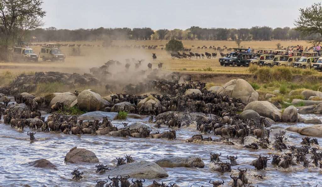 Tanzania - masai mara and serengeti national park - which is better: the masai mara or the serengeti?
