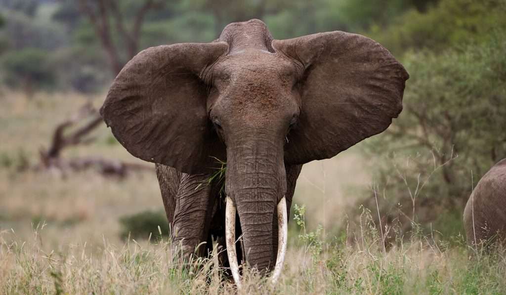 Een olifant in de masai-mara-habitat-en-landschap