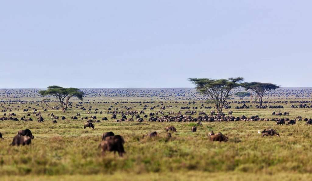 Tanzanie - ndutu au serengeti central - quel est le meilleur moment pour voir la grande migration