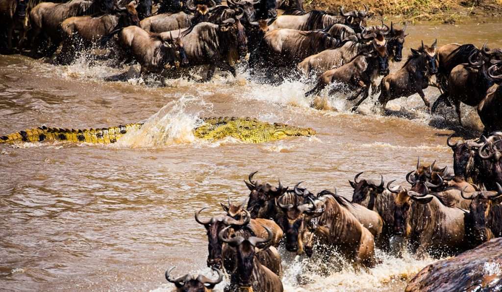 Tanzania - optie voor het begroeten van de migratie van wildebeesten - wat en wanneer is het kalfseizoen tijdens de grote migratie van wildebeesten