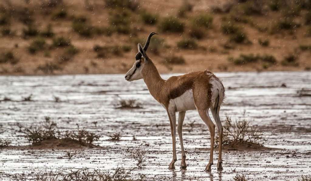 Tanzanie - pluie en novembre décembre - combien de pluie reçoit le serengeti ?