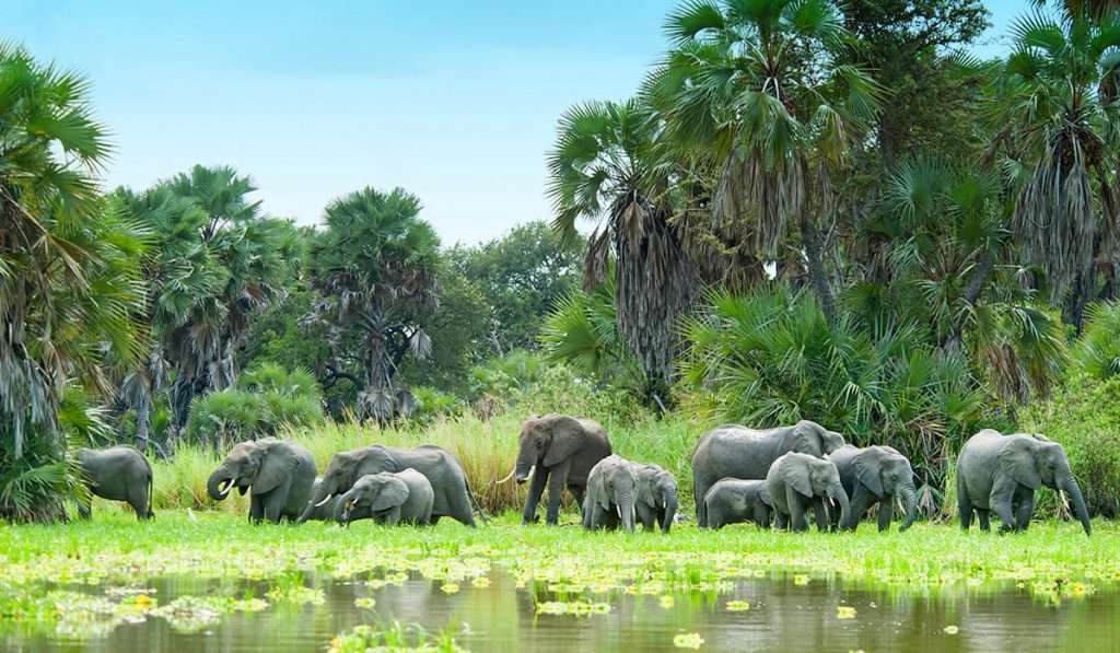 坦桑尼亚 - 偏远的野生动物园冒险 - 坦桑尼亚必做的 10 件事