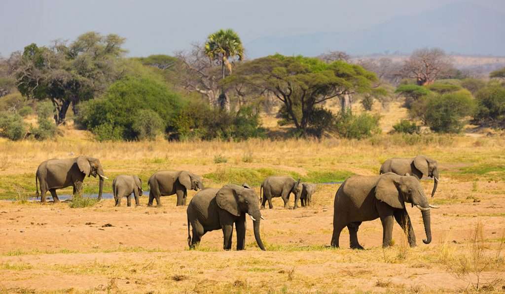 坦桑尼亚 - ruaha 国家公园 - 坦桑尼亚国家公园的终极指南