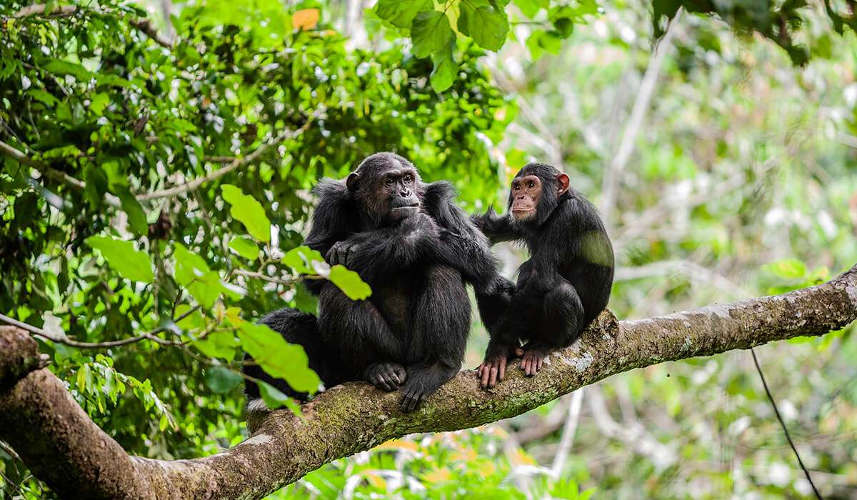 Tanzania - safety on chimpanzee trekking trips - safety