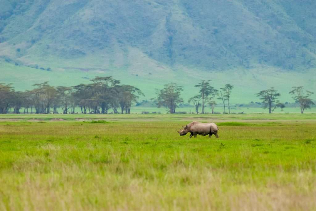 Tansania – Shutterstock 1218586963 – Was sind die afrikanischen Big Five und wo kann man sie in Tansania sehen?