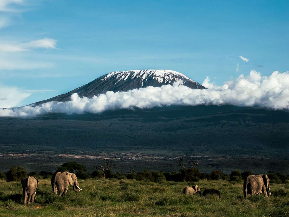 A scenic view of Mount Kilimanjaros snow-capped peak under a clear blue sky. In the foreground, several elephants graze on lush green grass, surrounded by scattered trees and low clouds, creating a breathtaking Kilimanjaro experience. - Easy Travel Tanzania