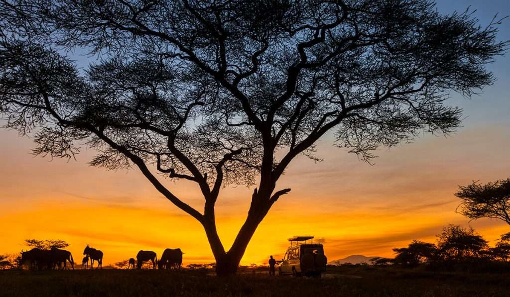 Température dans le Serengeti