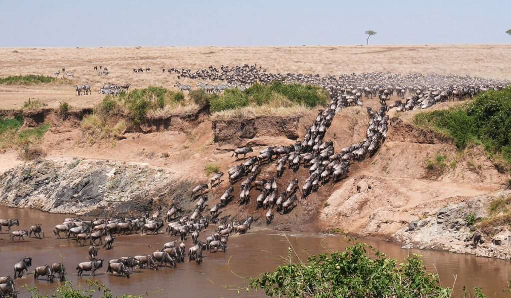 Tanzania - il serengeti contro la fauna selvatica del masai mara - quale è meglio: il masai mara o il serengeti?