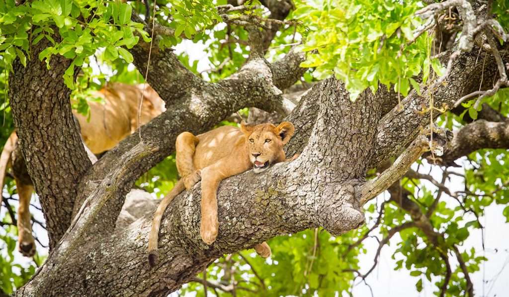 Tanzania - leoni che si arrampicano sugli alberi - le 10 migliori cose da fare in tanzania