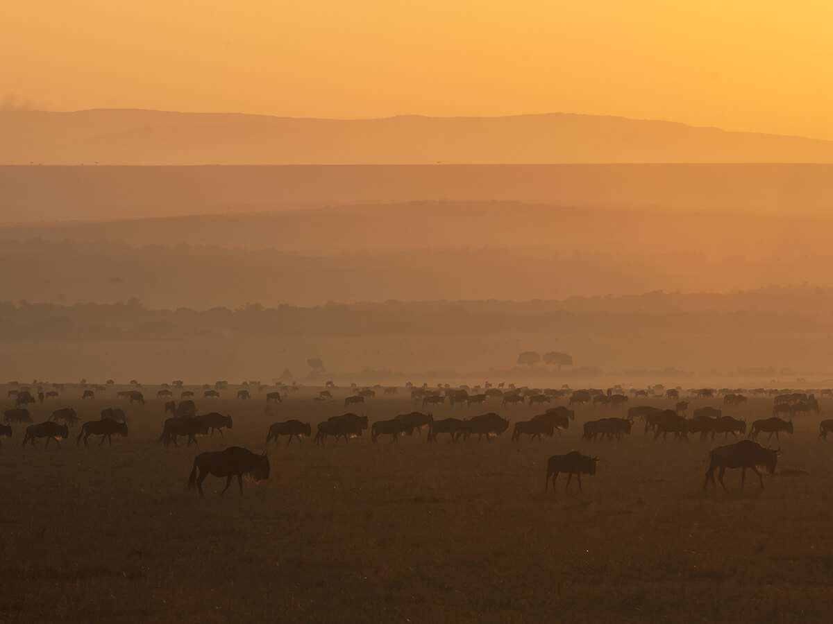 Tanzania - weather and climate serengeti - How many animals in the Serengeti?
