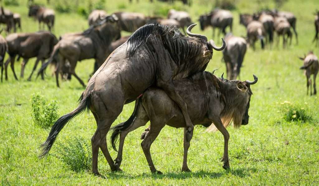 Tanzania - when is the great wildebeest calving season.jpg - What and when is calving season during the Great Wildebeest Migration