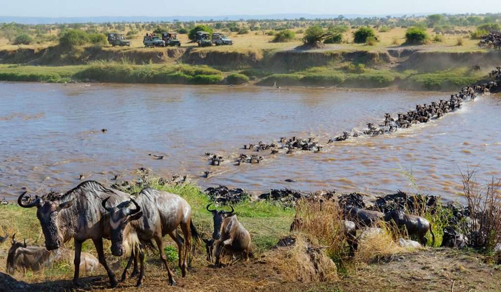 The best time to see the great migration