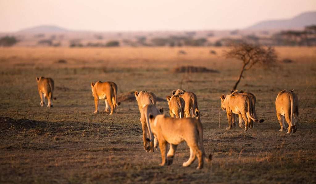 Tanzania - why serengeti national park - what is so special about serengeti national park