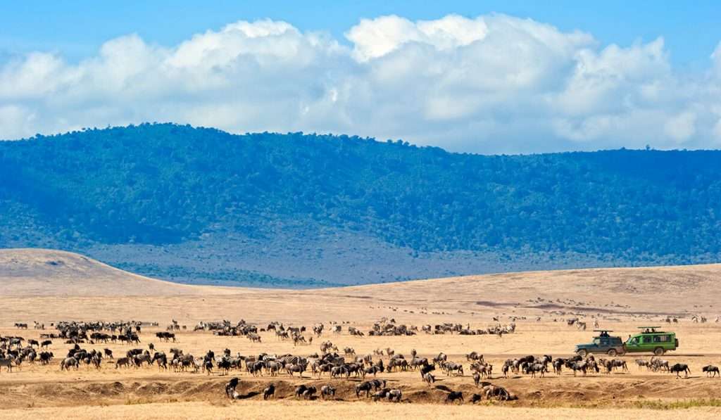 Tanzania - gnu migration ssfari - vad är så speciellt med serengeti nationalpark