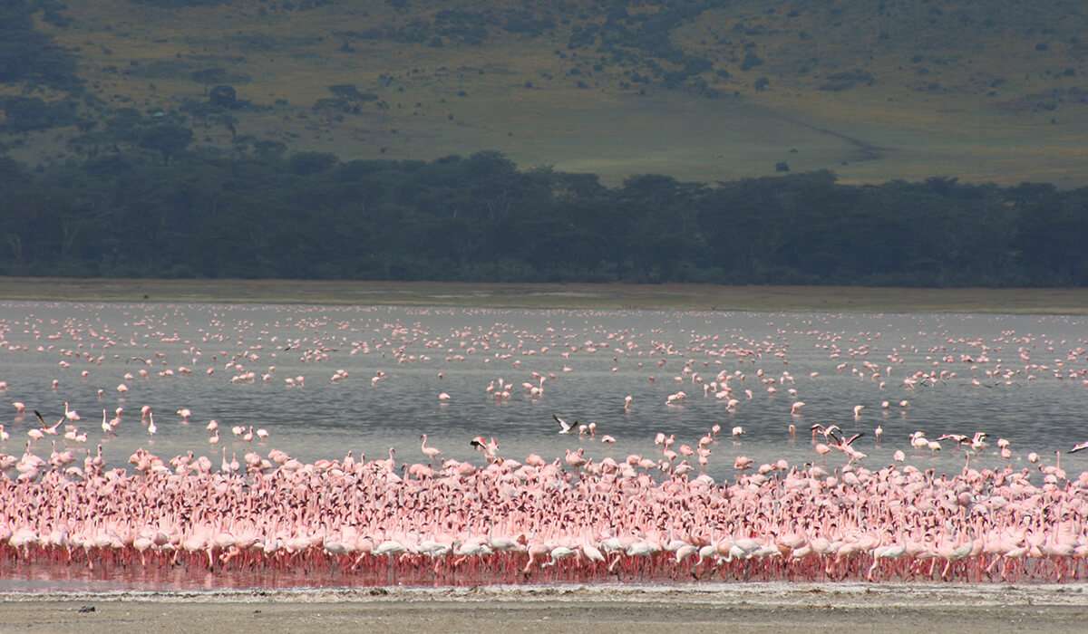 Tanzania - lago manyara el séptimo lago más grande - safari en tanzania