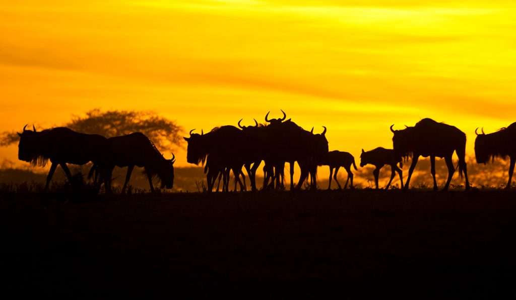 Tanzania - niente guida notturna nel Serengeti. - 10 cose da sapere sul serengeti