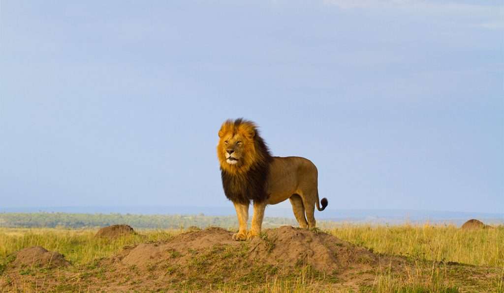 Tanzania - parco nazionale del serengeti 2 - la guida definitiva ai parchi nazionali in tanzania