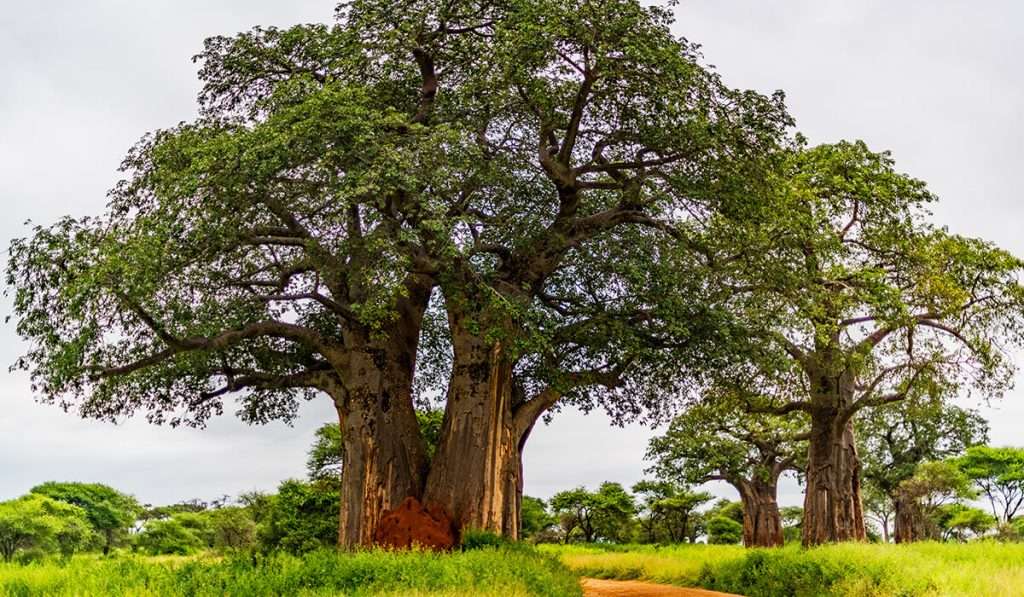 Tanzania - tarangire national park the land of baobab - your safari to tanzania: the ultimate guide to safaris
