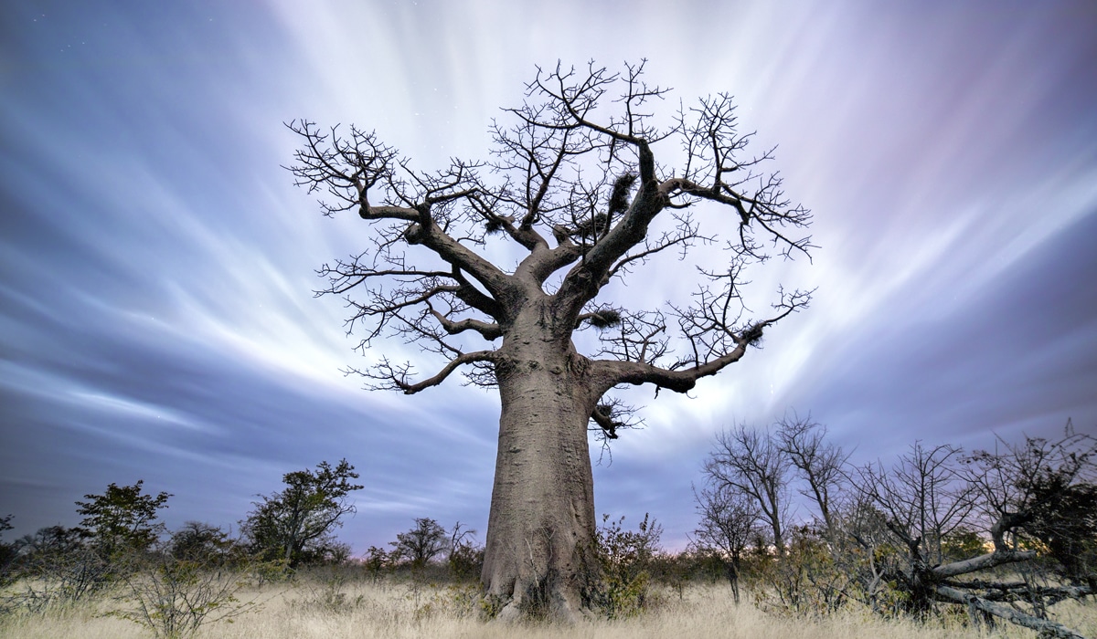 Oude baobabbomen