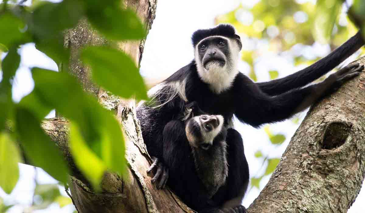 Scimmie colobus in bianco e nero