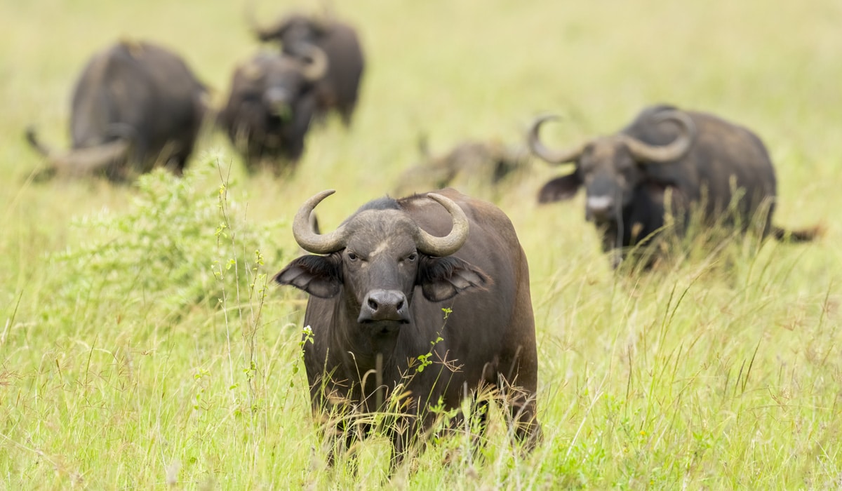 Kaapse buffel