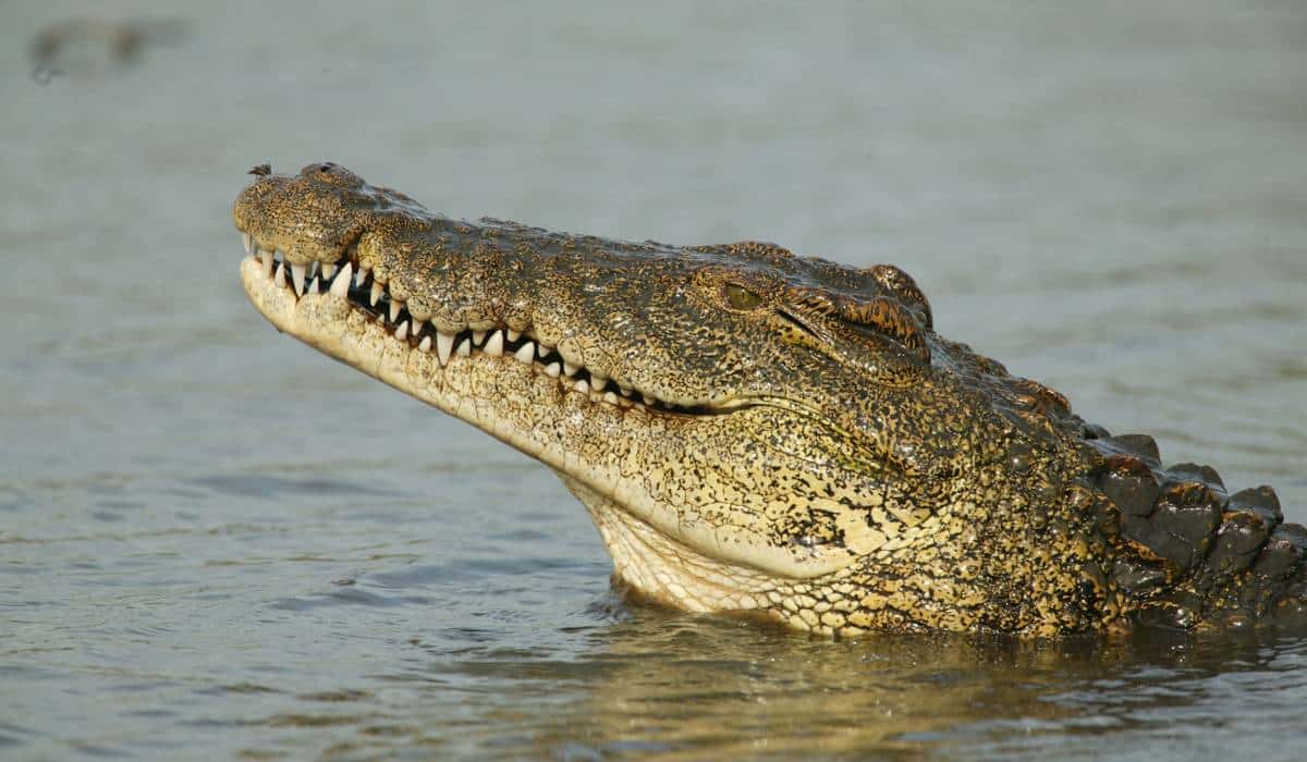 Krokodillen