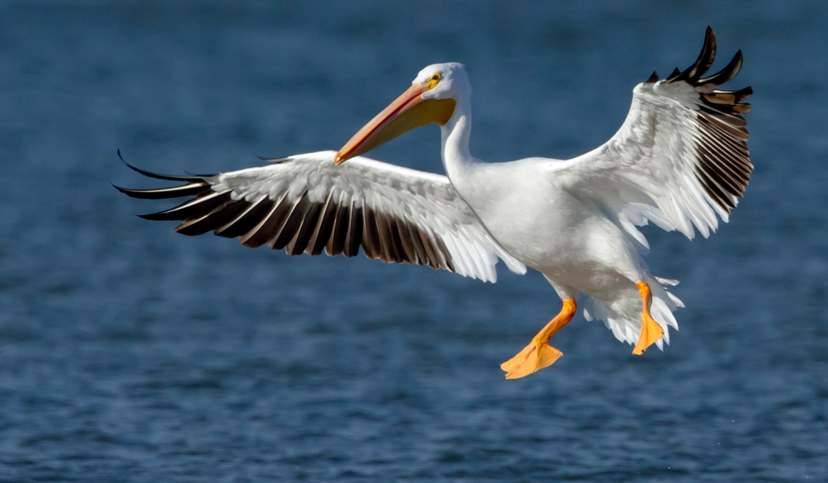 Stora vita pelikaner