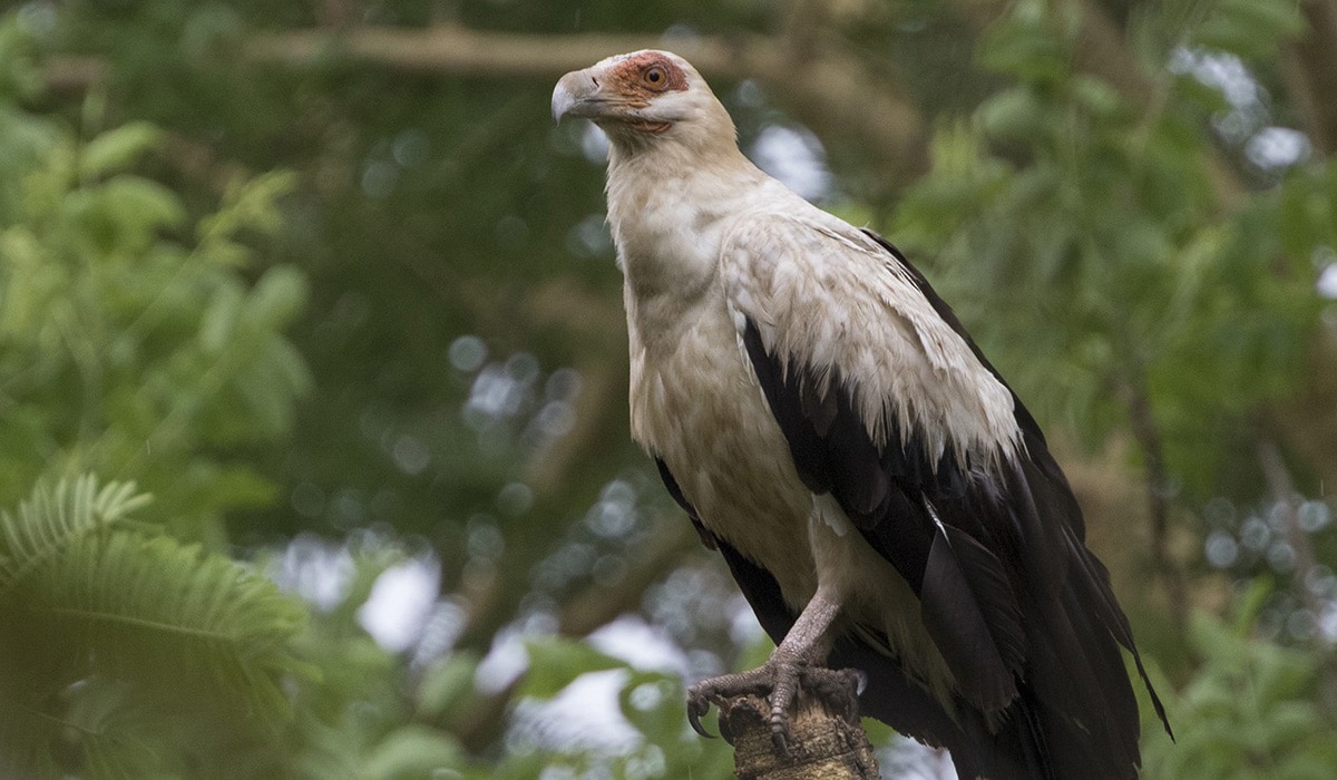 Palm-nut vultures